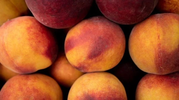 Сезонні ярмарки в Києві, прилавки з продуктами