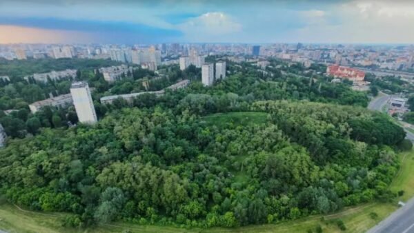 Зелений ландшафт Протасового Яру з деревами, що тягнуться догори