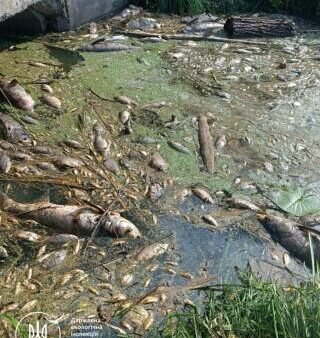 Загибла риба у водоймі Борщагівської громади