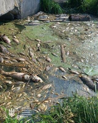 Загибла риба у водоймі Борщагівської громади