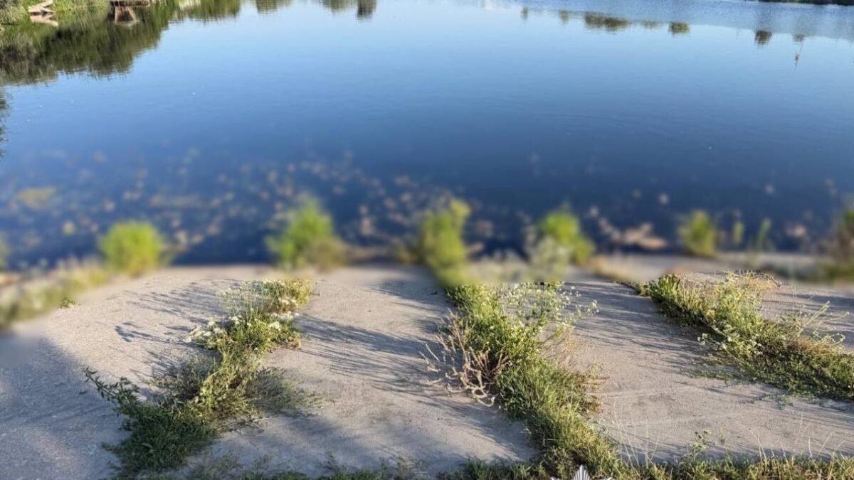 Загибла риба на березі водойми на Київщині