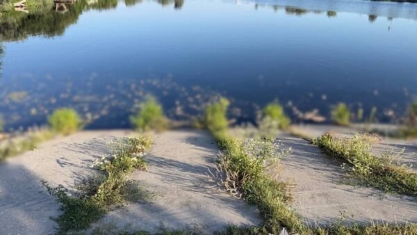 Загибла риба на березі водойми на Київщині