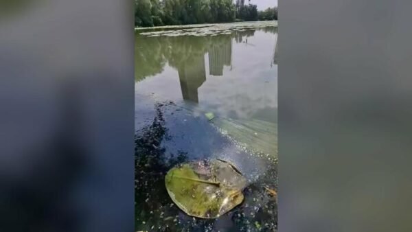 Озеро Небреж, Київ, забруднення води