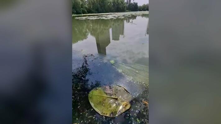 Озеро Небреж, Київ, забруднення води