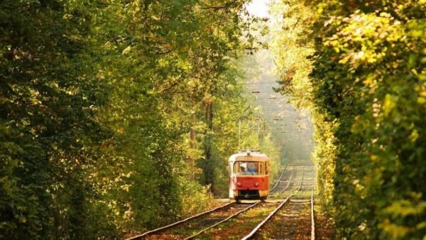 Трамвайний маршрут крізь ліс у Пущі-Водиці