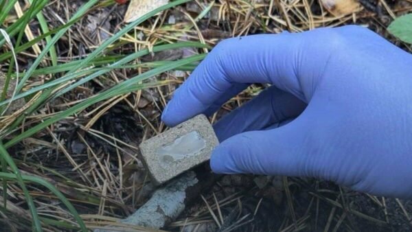 Брикет із вакциною від сказу в лісопарках Києва
